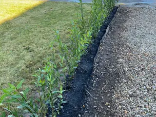 Liguster hæk planter 50cm til 80cm