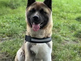 Amerikansk Akita