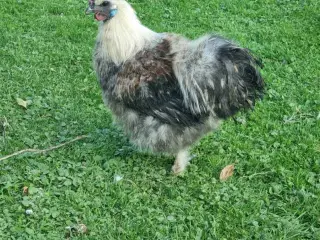 Flot Silke Hane søger nyt hjem GRATIS 