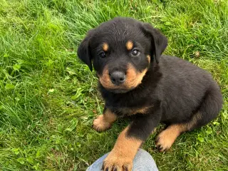 Ægte Rottweiler hvalpe til salg 
