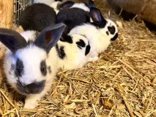 Kæmpe Scheke kaninunger