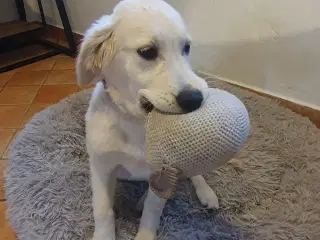 Golden retriever hvalp