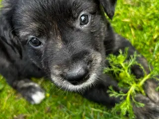 Golden Retriever Border Collie hvalpe