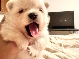 Pomeranian Merle hvalp 