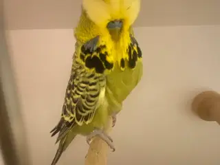 Grågrøn engelsk undulat