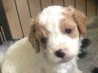 Cavapoo hvalpe 