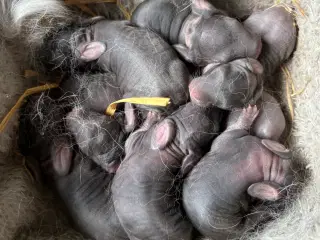 FRANSK VÆDDER HUN CHINCHILLA