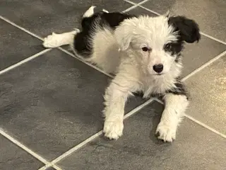 Border Collie / Powder puff