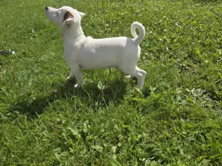 Jack Russell Terrier 