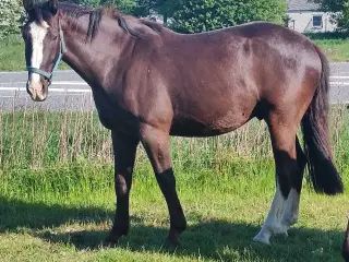 Vallak 4 år 160 stg