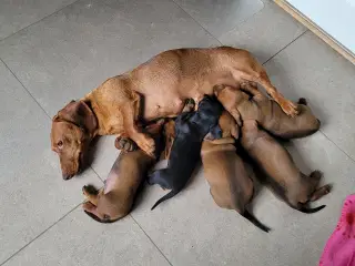 Standard korthåret gravhundehvalpe 