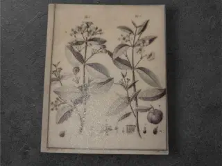 Charmerende botanisk design til kreative hobbyproj