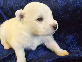 Dansk Spids familiehund