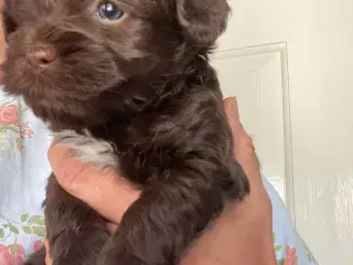 Shihpoo/Bichon havanaise 