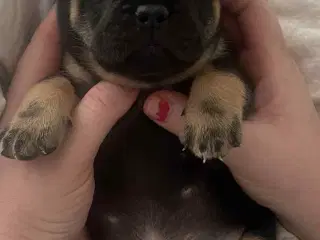 Fransk bulldog 