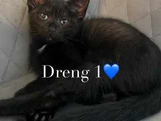 Vi lover kærlighed, spinden og lidt ballade!