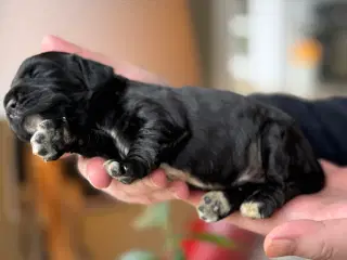 Cocker spaniel / Cavalier King Charles spaniel mix