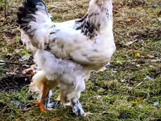 Brahma og Us silke haner