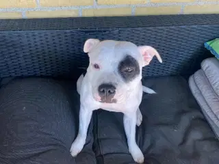 Staffordshire Bull Terrier