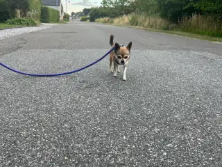 Chihuahua hanhund 