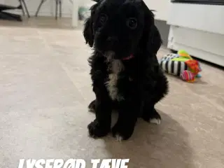 Dejlige cavapoo hvalpe søger nyt hjem!
