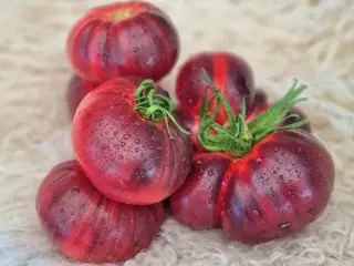 Tomatfrø  - UDSALG SLUTSPURT