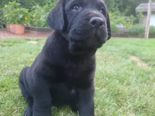 Sort labradorhvalp på 8 uger