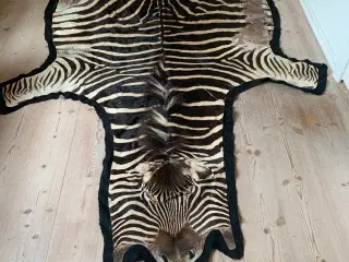 Fint Zebraskind