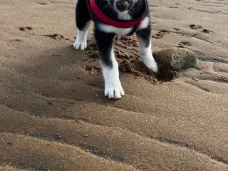 Siberian husky/Malamute