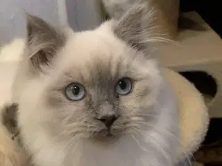 Ragdoll - inde kat