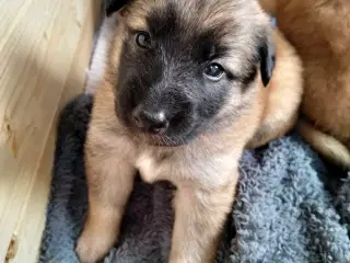 Belgisk hyrdehund / Schweizisk hyrdehund Hvalpe