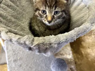 Siameser/huskat