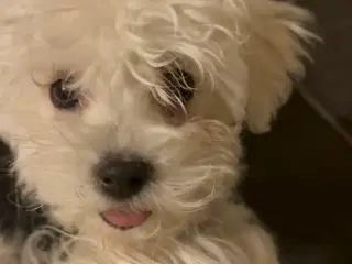 Hvalpe Maltese en Tæve 