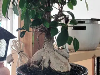 Bonsai ginseng træ