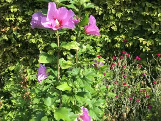 Hibiscus/Syriske roser