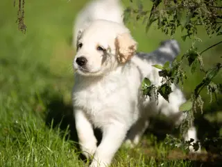 Schæfer - Golden Retriever hvalpe