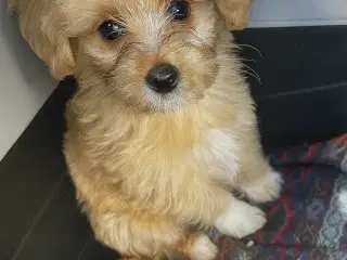 Vores lille dreng søger hans nye, bliven hjem 🐾💕