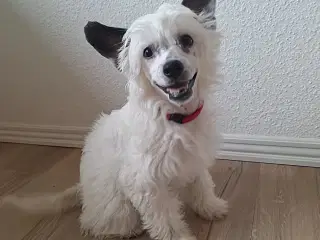 Chinese crested powder puff (Allergivenlig)