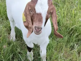 Gedekid af racen Nubisk/Boer sælges