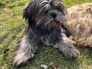 Lhasa Apso Stueopdræt