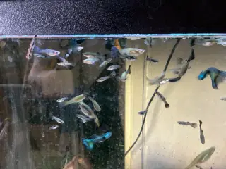 Guppy 