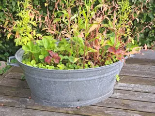Stor zinkbalje til planter
