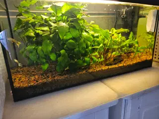 Akvarium 54 l