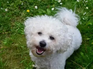 4 Bichon hvalpe