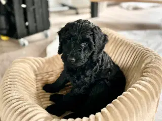 Sort Doodle Tæve (Goldendoodle)