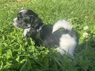 Allergivenlig Shih Tzu / Bichon Havanais