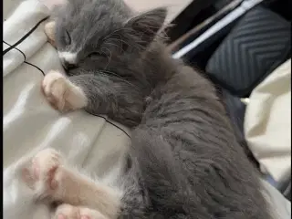 Søger katte killing 
