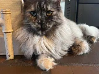 Maine coon