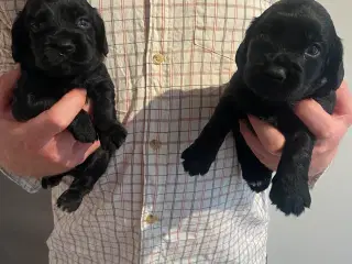 Ft Cocker Spaniel 