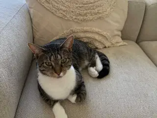 Kat